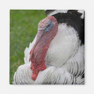 Domesticerat Turkiet Magnet