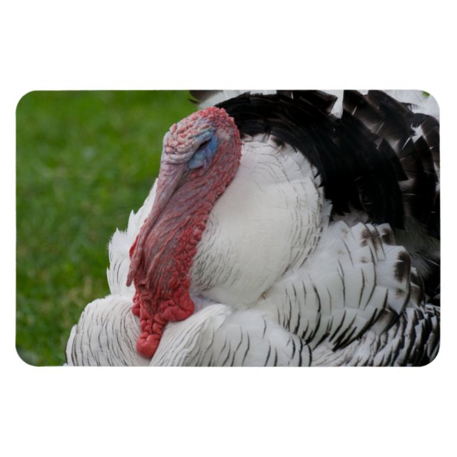 Domesticerat Turkiet Magnet (Horisontell)