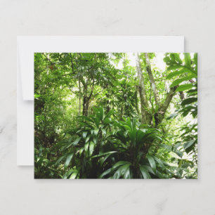 Dominican Rain Forest I Tropical Grönt Nature
