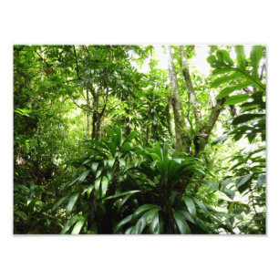 Dominican Rain Forest I Tropical Grönt Nature Fototryck