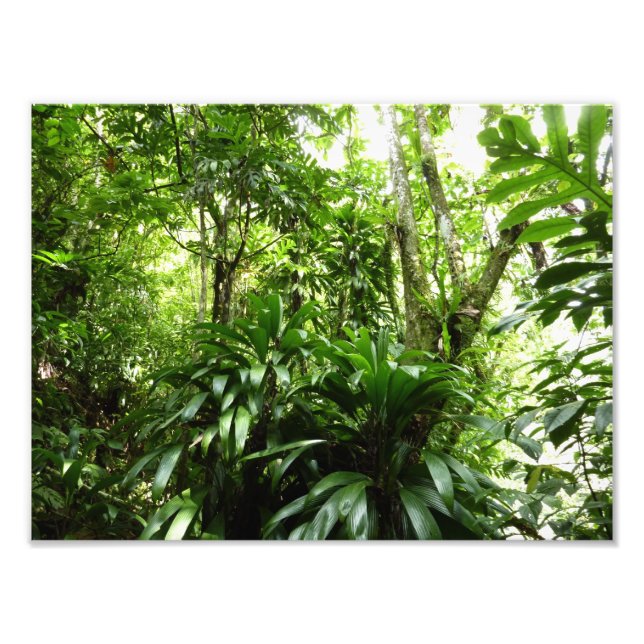 Dominican Rain Forest I Tropical Grönt Nature Fototryck (Framsidan)