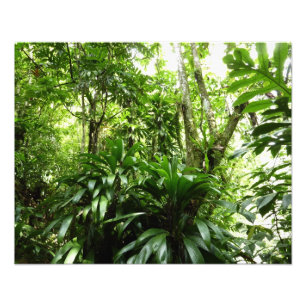 Dominican Rain Forest I Tropical Grönt Nature Fototryck