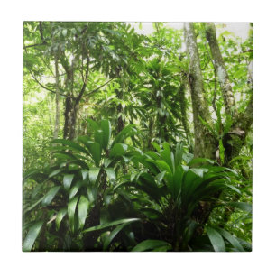 Dominican Rain Forest I Tropical Grönt Nature Kakelplatta