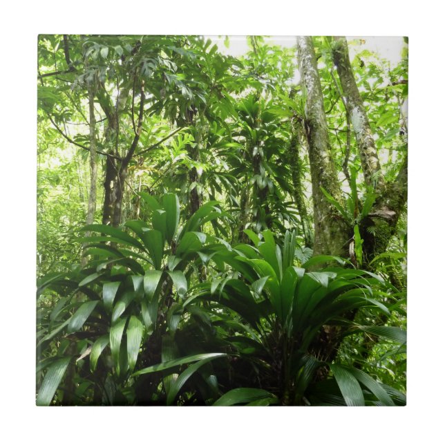 Dominican Rain Forest I Tropical Grönt Nature Kakelplatta (Framsidan)