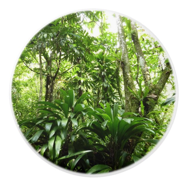 Dominican Rain Forest I Tropical Grönt Nature Knopp (Framsidan)