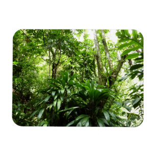 Dominican Rain Forest I Tropical Grönt Nature Magnet