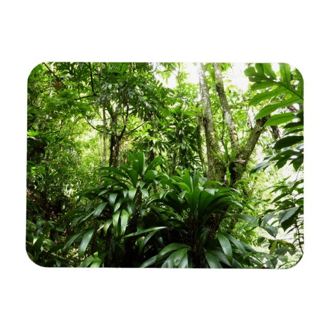 Dominican Rain Forest I Tropical Grönt Nature Magnet (Horisontell)