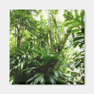Dominican Rain Forest I Tropical Grönt Nature Magnet