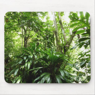 Dominican Rain Forest I Tropical Grönt Nature Musmatta