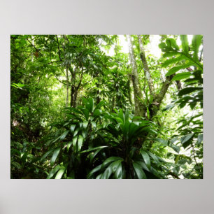 Dominican Rain Forest I Tropical Grönt Nature Poster