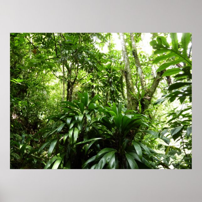 Dominican Rain Forest I Tropical Grönt Nature Poster (Framsidan)
