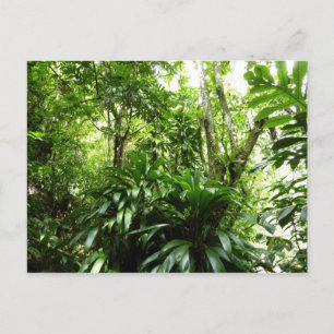 Dominican Rain Forest I Tropical Grönt Nature Vykort