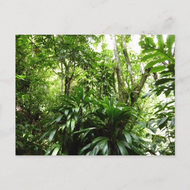 Dominican Rain Forest I Tropical Grönt Nature Vykort (Framsida)