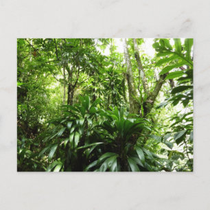 Dominican Rain Forest I Tropical Grönt Nature Vykort