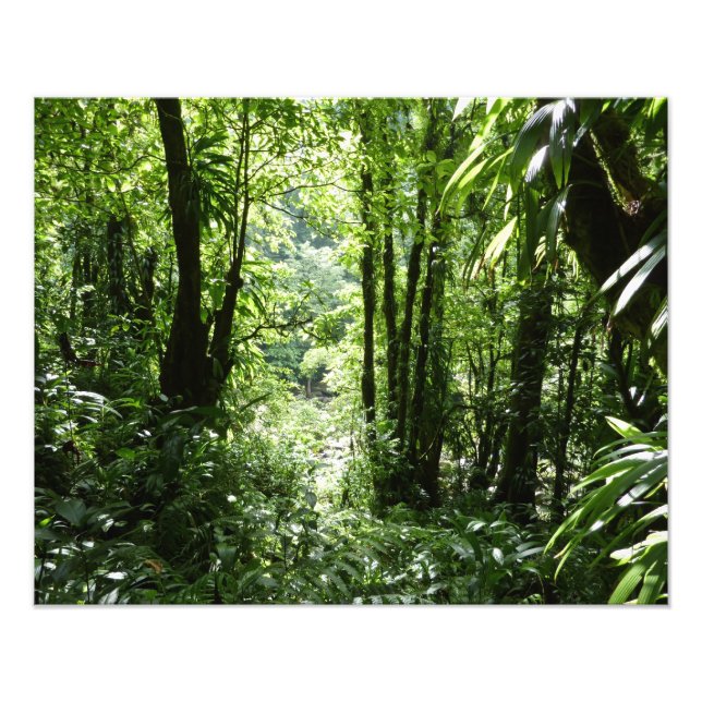 Dominican Rain Forest II Tropical Grönt Fototryck (Framsidan)