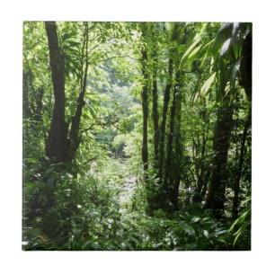 Dominican Rain Forest II Tropical Grönt Kakelplatta