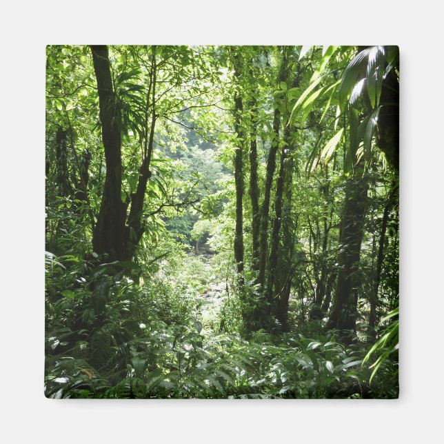 Dominican Rain Forest II Tropical Grönt Magnet (Framsidan)