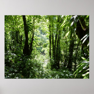 Dominican Rain Forest II Tropical Grönt Poster