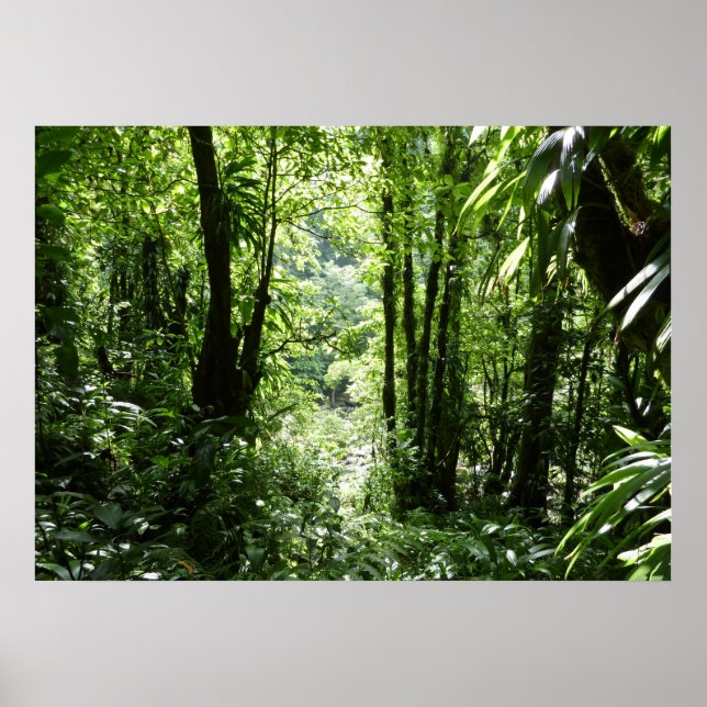 Dominican Rain Forest II Tropical Grönt Poster (Framsidan)