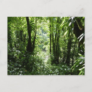 Dominican Rain Forest II Tropical Grönt Vykort