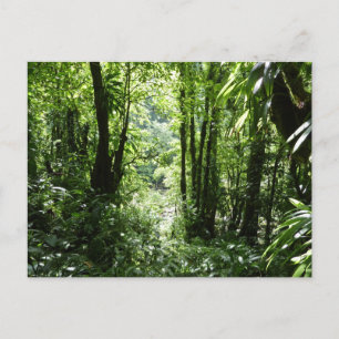 Dominican Rain Forest II Tropical Grönt Vykort