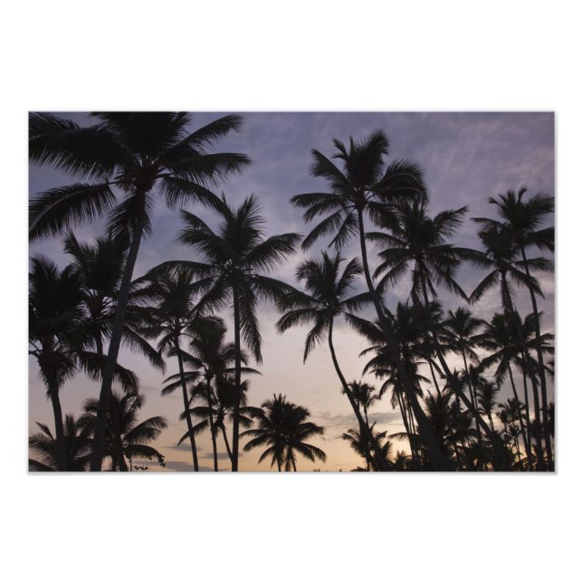 Dominikanska republiken, Samana-halvön, Las 2 Fototryck (Framsidan)