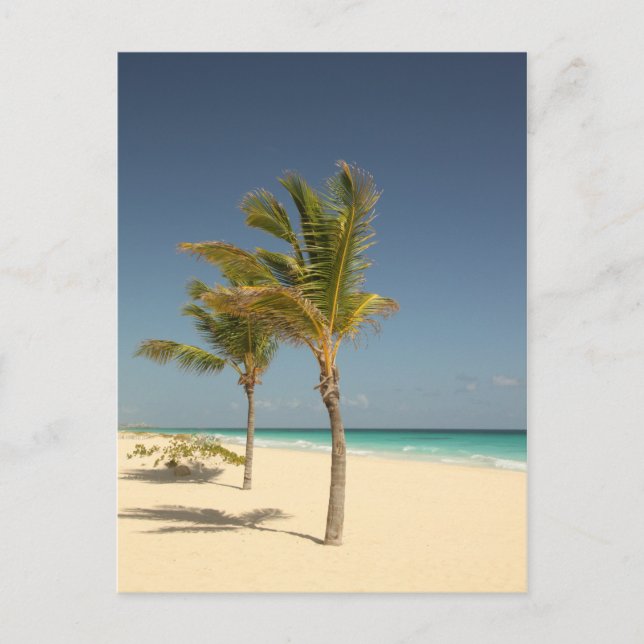 Dominikanska republiken Tropical Beach Vykort (Framsida)