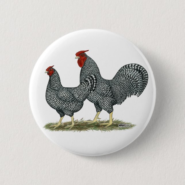 Dominique Chickens Knapp (Framsida)
