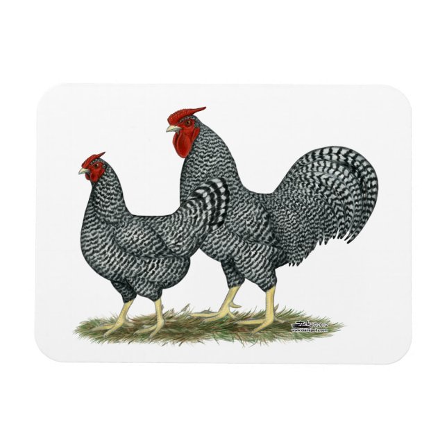 Dominique Chickens Magnet (Horisontell)