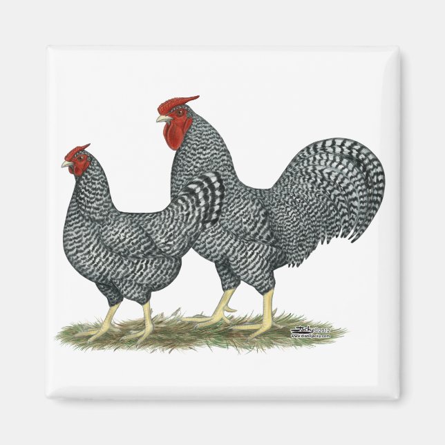 Dominique Chickens Magnet (Framsidan)
