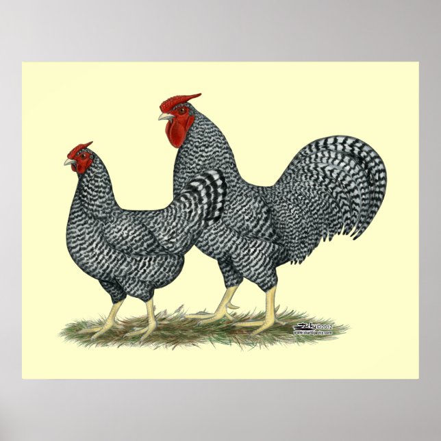 Dominique Chickens Poster (Framsidan)
