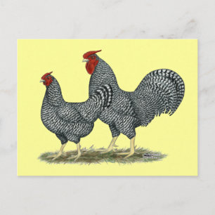 Dominique Chickens Vykort