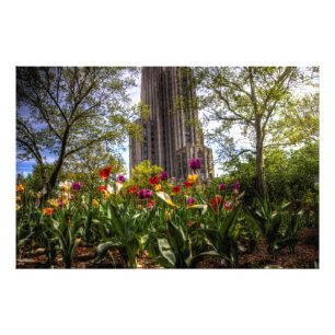 Domkyrka av att lära, universiteten av Pittsburgh Fototryck