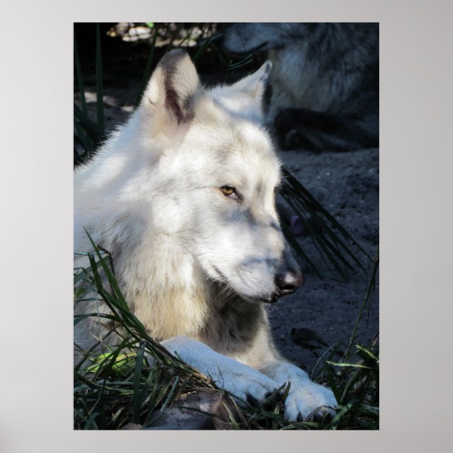 Don Juan Varg Poster (Framsidan)