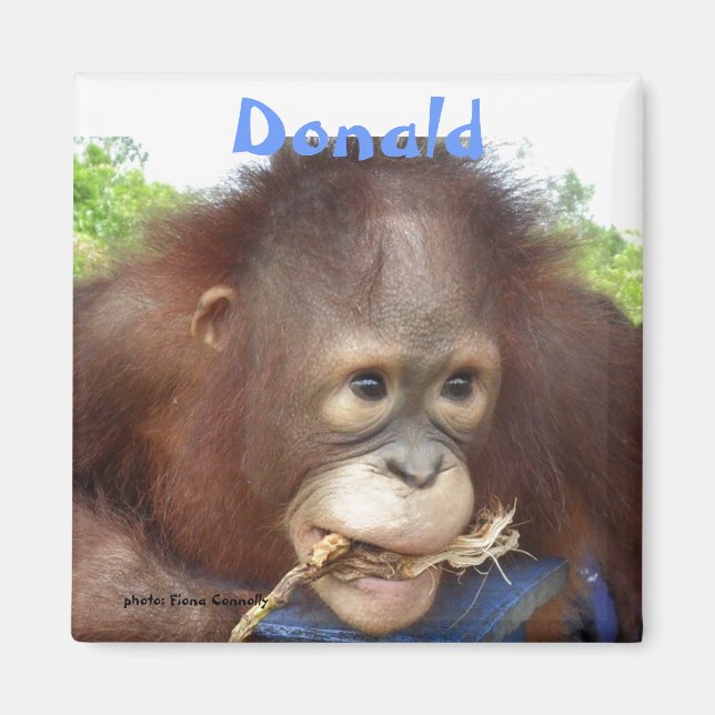Donald Orangutanföräldralös Borneo OFI Magnet (Framsidan)