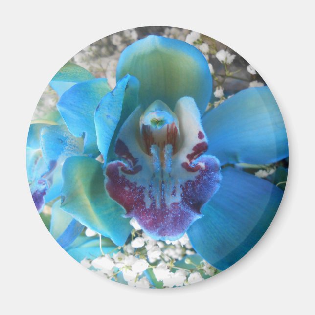 Donella Magnet (Framsidan)