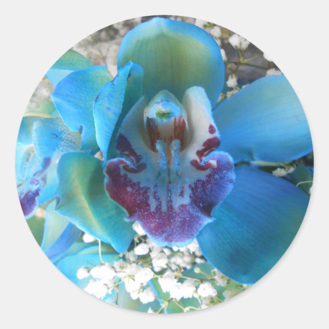 Donella Runt Klistermärke (Framsida)