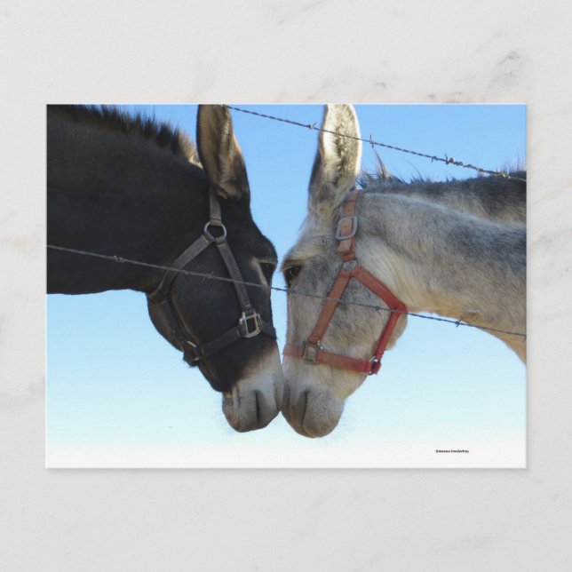 Donk i närheten vykort (Framsida)