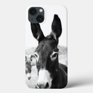 Donkey