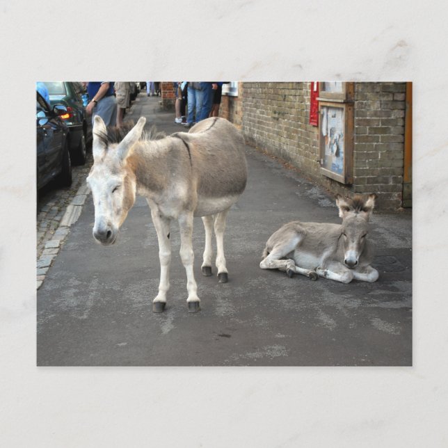 Donkey åker till Town Vykort (Framsida)