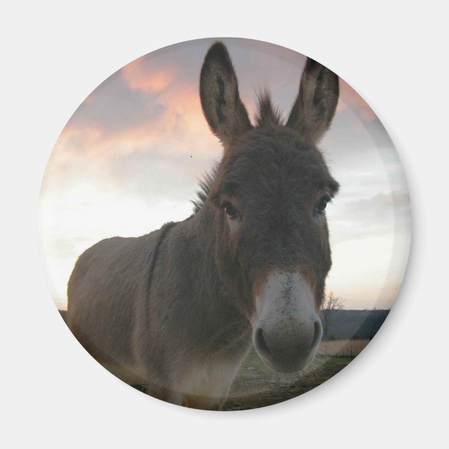 Donkey Art Magnet (Framsidan)