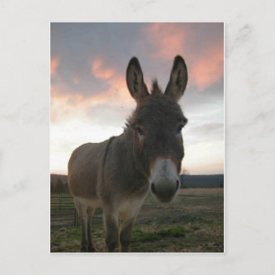 Donkey Art Vykort