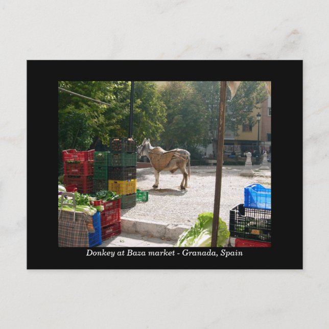 Donkey at Baza market - Granada, Spanien Vykort (Framsida)