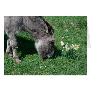 Donkey äter inte Vild Daffodils OBS Kort