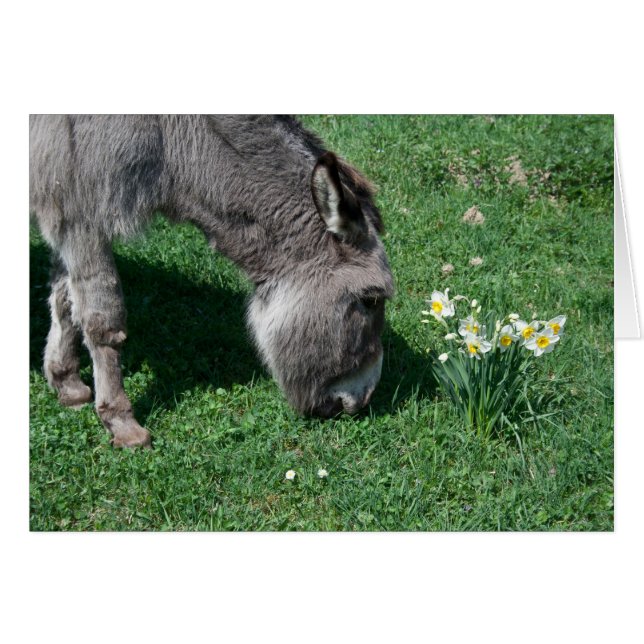 Donkey äter inte Vild Daffodils OBS Kort (Framsidan Horizontal)
