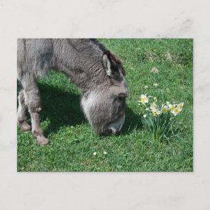 Donkey äter inte Vild Daffodils Vykort