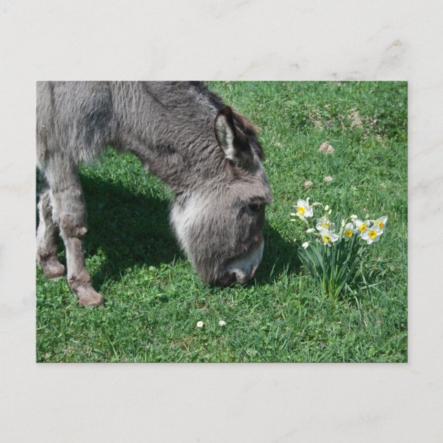 Donkey äter inte Vild Daffodils Vykort (Framsida)