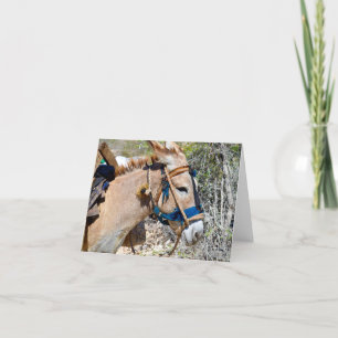 Donkey Baie d'Orange Haiti tomt anteckningskort