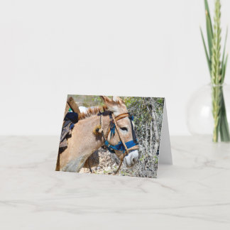 Donkey Baie d'Orange Haiti tomt anteckningskort