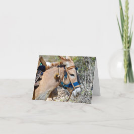 Donkey Baie d'Orange Haiti tomt anteckningskort